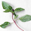 Anise basil: Ocimum basilicum Anise
