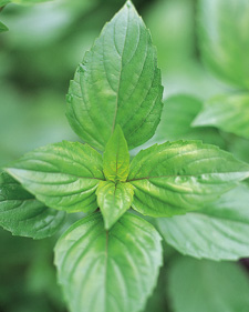 Cinnamon basil: Ocimum basilicum Cinnamon