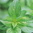 Cinnamon basil: Ocimum basilicum Cinnamon