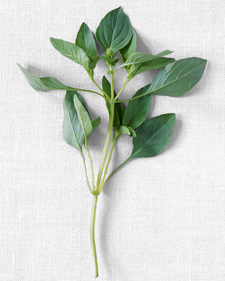 Lemon basil: Ocimum basilicum Citriodorum