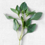 Lemon basil: Ocimum basilicum Citriodorum
