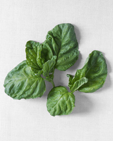 Lettuce leaf basil: Ocimum basilicum Crispum