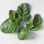 Lettuce leaf basil: Ocimum basilicum Crispum