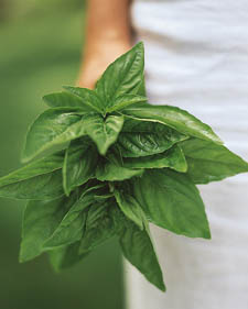 Genovese basil: Ocimum basilicum 'Genovese'