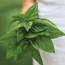 Genovese basil