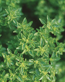 Basil: Ocimum basilicum Green Bouquet