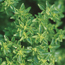 Basil: Ocimum basilicum Green Bouquet