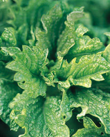 Basil: Ocimum basilicum Green Ruffles