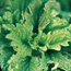 Basil: Ocimum basilicum Green Ruffles