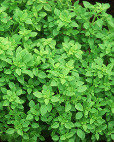 Bush basil: Ocimum basilicum Minimum