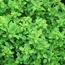 Bush basil: Ocimum basilicum Minimum