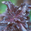 Purple ruffles basil: Ocimum basilicum Purple Ruffles