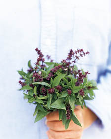 Thai basil: Ocimum basilicum 'Siam Queen'