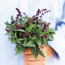 Thai basil