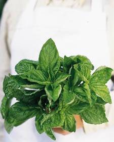 Basil: Ocimum basilicum Sweet