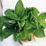 Basil: Ocimum basilicum Sweet