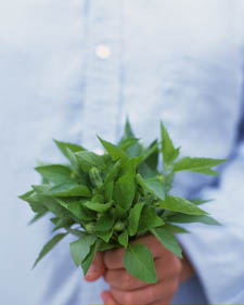 Lemon basil: Ocimum basilicum Sweet Dani