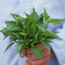 Lemon basil: Ocimum basilicum Sweet Dani