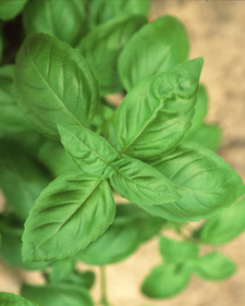 Sweet basil: Ocimum basilicum