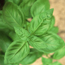 Sweet basil: Ocimum basilicum