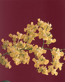 Orchid: Oncidium cheirophourm