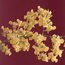 Orchid: Oncidium cheirophourm