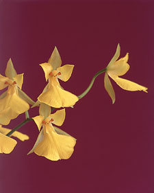 Orchid: Oncidium concolor