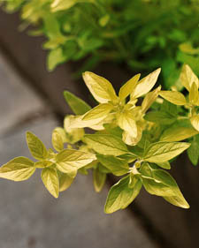 Golden oregano: Origanum vulgare 'Aureum'