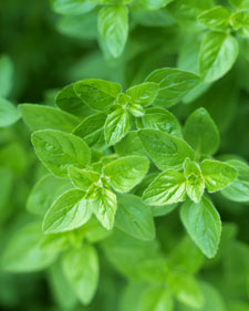 Greek oregano: Origanum vulgare subsp. hirtum