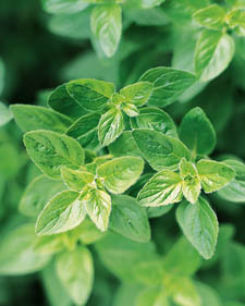 Oregano: Origanum vulgare