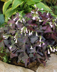 Purple shamrock: Oxalis regnellii var. triangularis