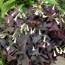 Purple shamrock: Oxalis regnellii var. triangularis