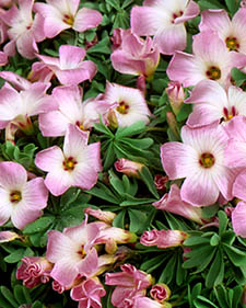Lucky clover: Oxalis tetraphylla