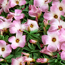 Lucky clover: Oxalis tetraphylla