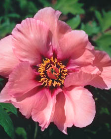 Tree peony: Paeonia Anna Marie