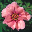 Tree peony: Paeonia Anna Marie