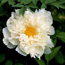 Tree peony: Paeonia Bai Yu