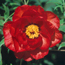 Tree peony: Paeonia Banquet