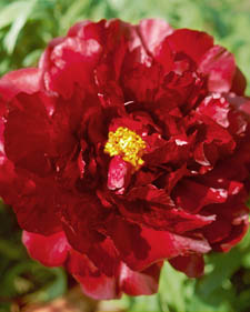 Tree peony: Paeonia Black Panther