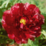 Tree peony: Paeonia Black Panther