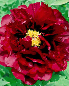 Tree peony: Paeonia Burgundy Wine