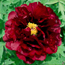 Tree peony: Paeonia Burgundy Wine