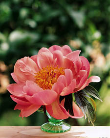 Herbaceous peony: Paeonia Coral n' Gold