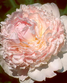Herbaceous peony: Paeonia Fairy's Petticoat