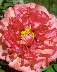 Tree peony: Paeonia Leda