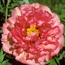 Paeonia Leda