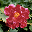 Tree peony: Paeonia Luoyang Hong