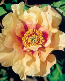 Tree peony: Paeonia Marchioness