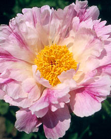 Herbaceous peony: Paeonia Pink Luau