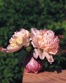 Herbaceous peony: Paeonia Raspberry Sundae